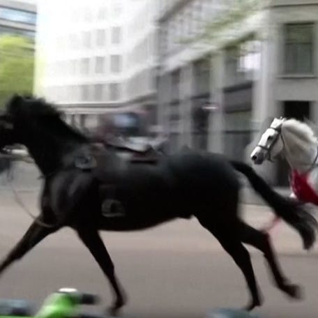 Two British military horses, one of which appears to be covered in blood, can be seen galloping Wednesday morning through central London after they are three others became spooked and bolted during training exercises. All the horses were captured, while three soldiers were treated for injuries.