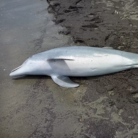 NOAA fisheries said that a dead bottlenose dolphin was found on West Mae's Beach in Cameron Parish, Louisiana with multiple gunshot wounds on March 13, 2024.