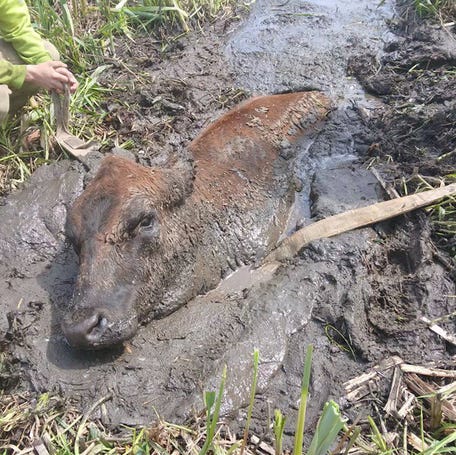 Multiple Fire and Rescue teams in Mist, Oregon worked together to pull Ruby the cow free from deep mud using specialized animal rescue equipment.