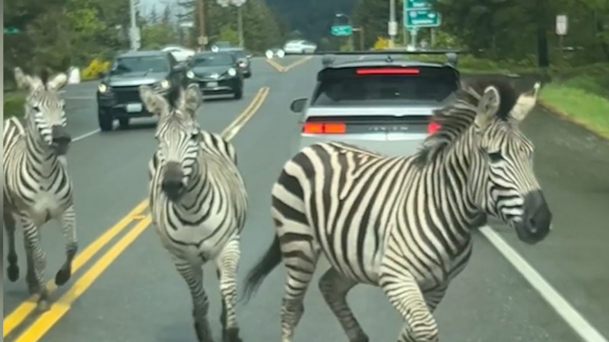 ‘I like to move it’: Zebras escape trailer, gallop on Washington highway: Watch video