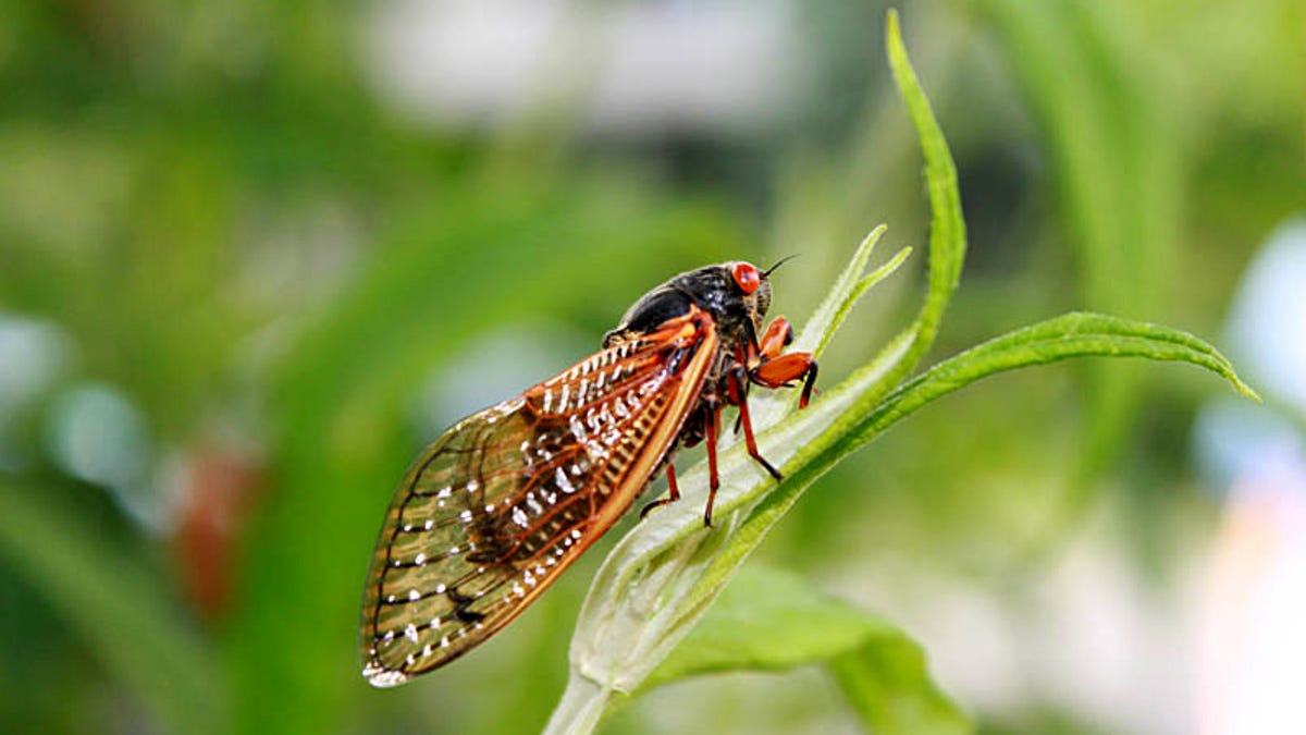 Do cicadas destroy crops? What farmers in Illinois need to know