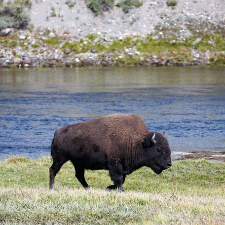 A bison walks near the Yellowstone River in Yellowstone National Park.