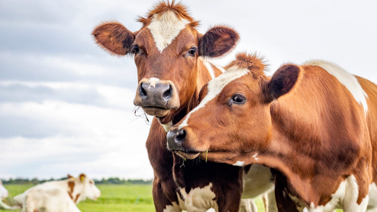 US to test ground beef in states with dairy cows infected with bird flu. What to know.