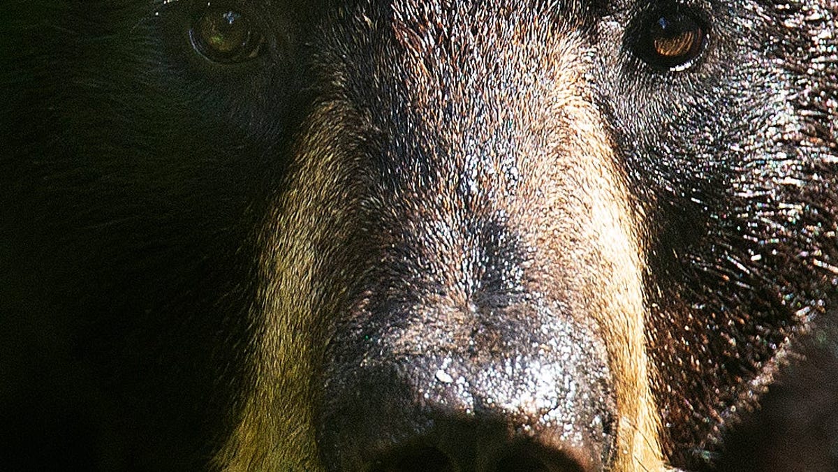 Man or bear? Hypothetical question sparks conversation about women's safety