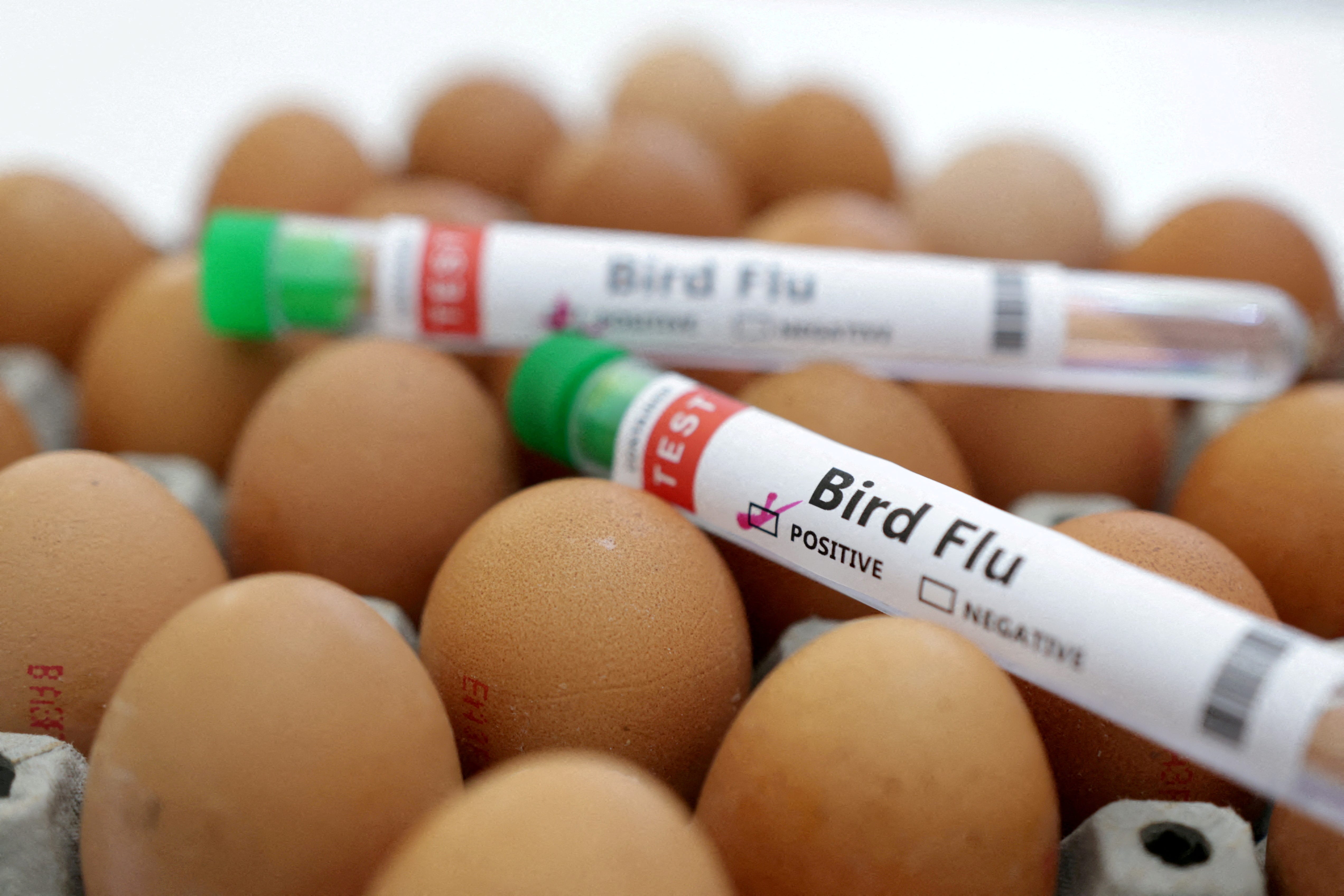 Test tubes labelled "Bird Flu" and eggs are seen in this picture illustration, January 14, 2023.