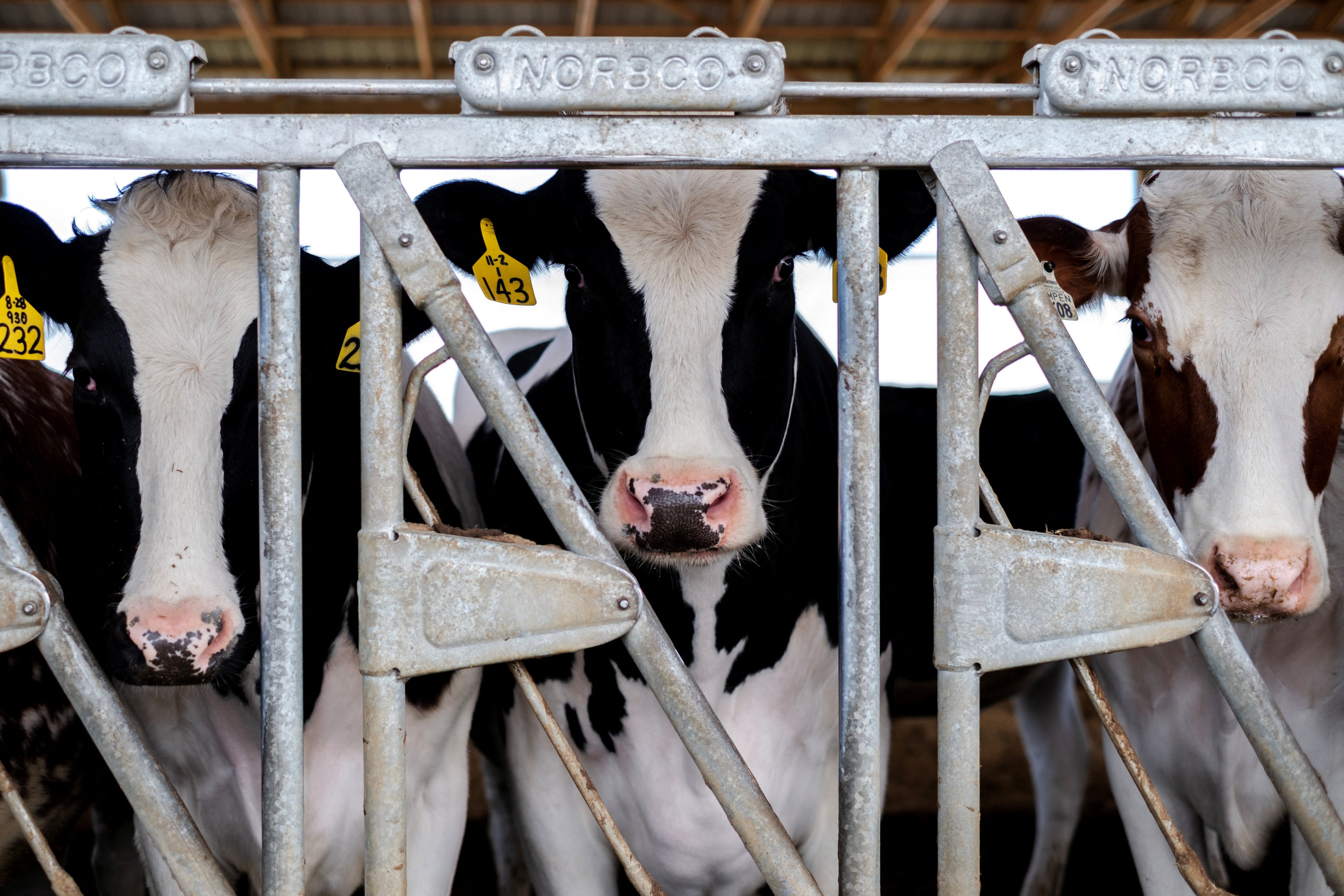 Dairy farmer Brent Pollard's cows stand in their pen at a cattle farm in Rockford, Illinois, U.S., April 9, 2024. REUTERS/Jim Vondruska