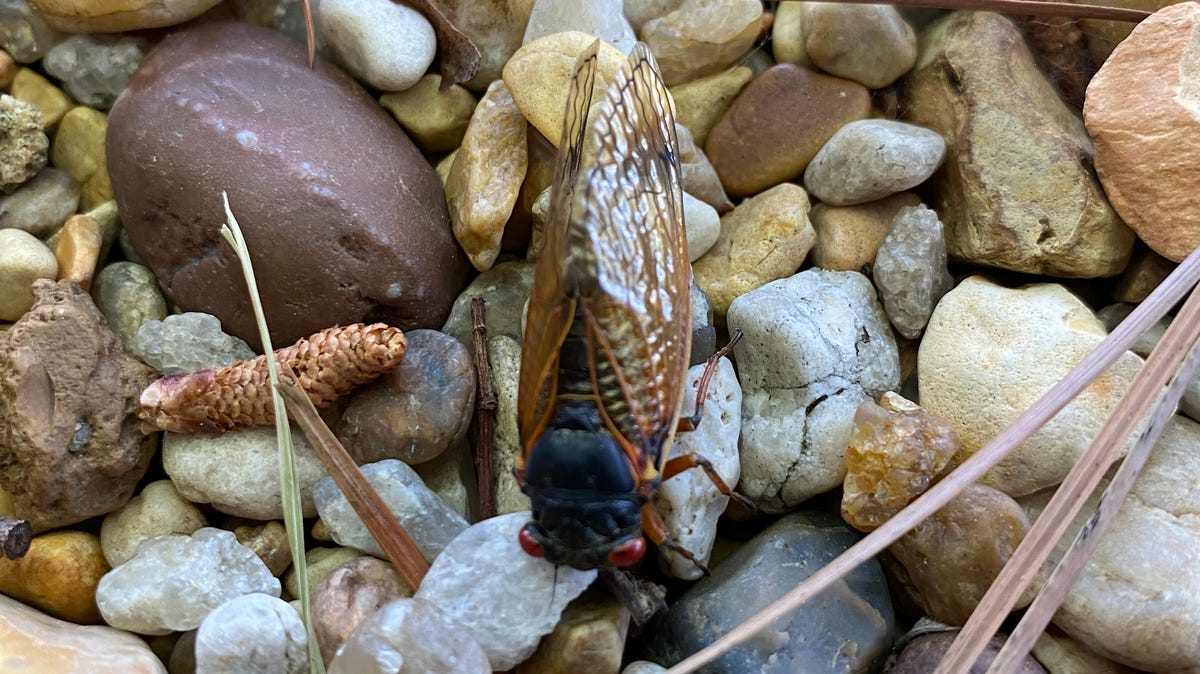 They’re back! Brood XIX cicadas begin to emerge in Tennessee. Take a look