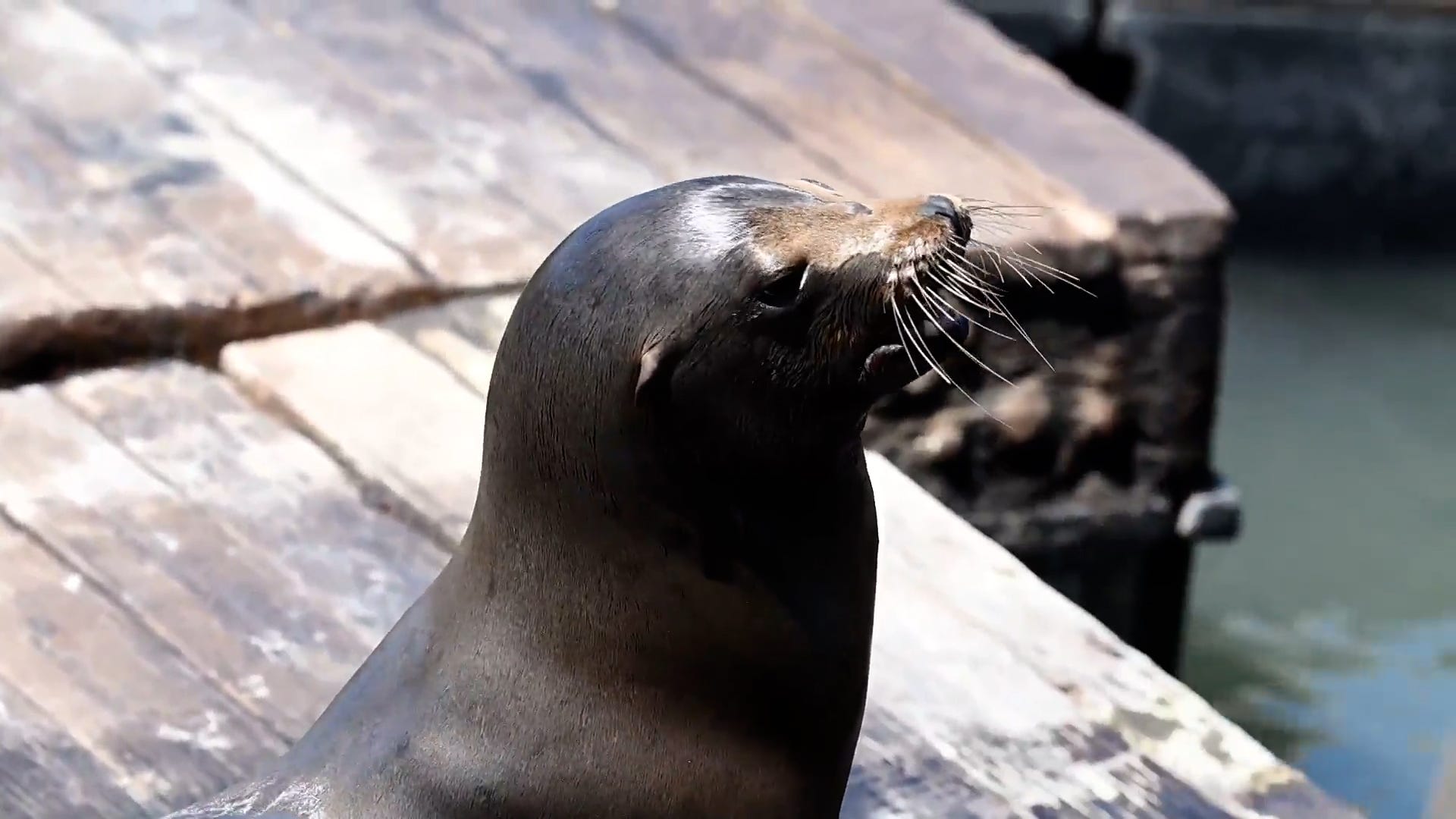 Sea lions are taking over Pier 39.