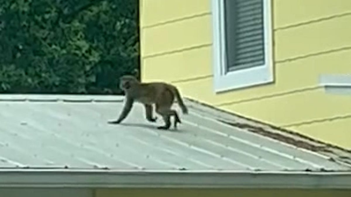 Are there monkeys in Florida? Videos show sightings in this part of the state