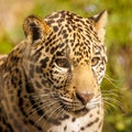 The Jacksonville Zoo's news jaguar cub turns 1 year old