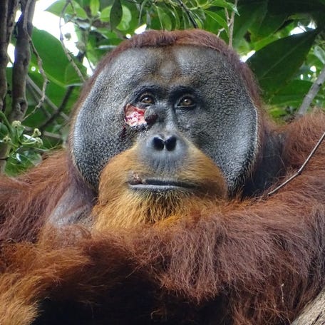 A male Sumatran orangutan named Rakus, with a facial wound below the right eye, is seen in the Suaq Balimbing research site on June 23, 2022 two days before administering wound self-treatment with a medicinal plant.