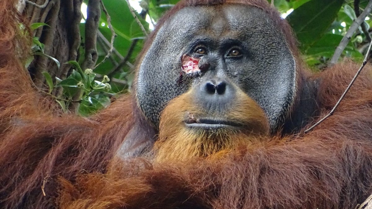 Bir orangutan ilk kez yüzdeki bir yaranın şifalı bitkilerle iyileşmesini izledi