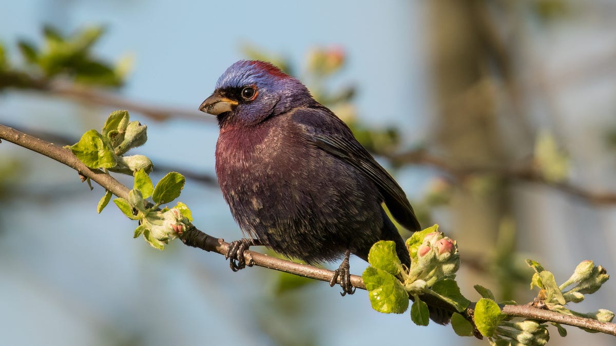 Varied bunting spotted in Grafton, first documented sighting in Wisconsin history