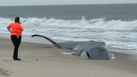 Beached fin whale at Delaware Seashore State Park dies overnight