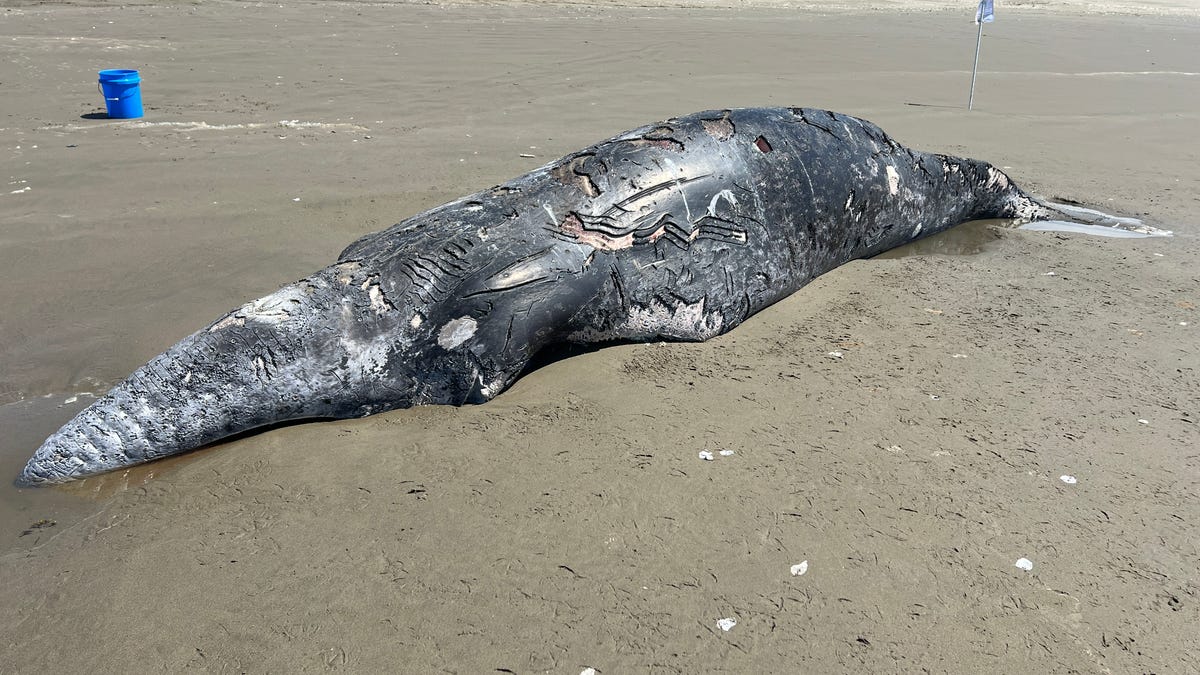 ‘Killer whale predation’: Gray whale washes up on Oregon beach covered in tooth marks