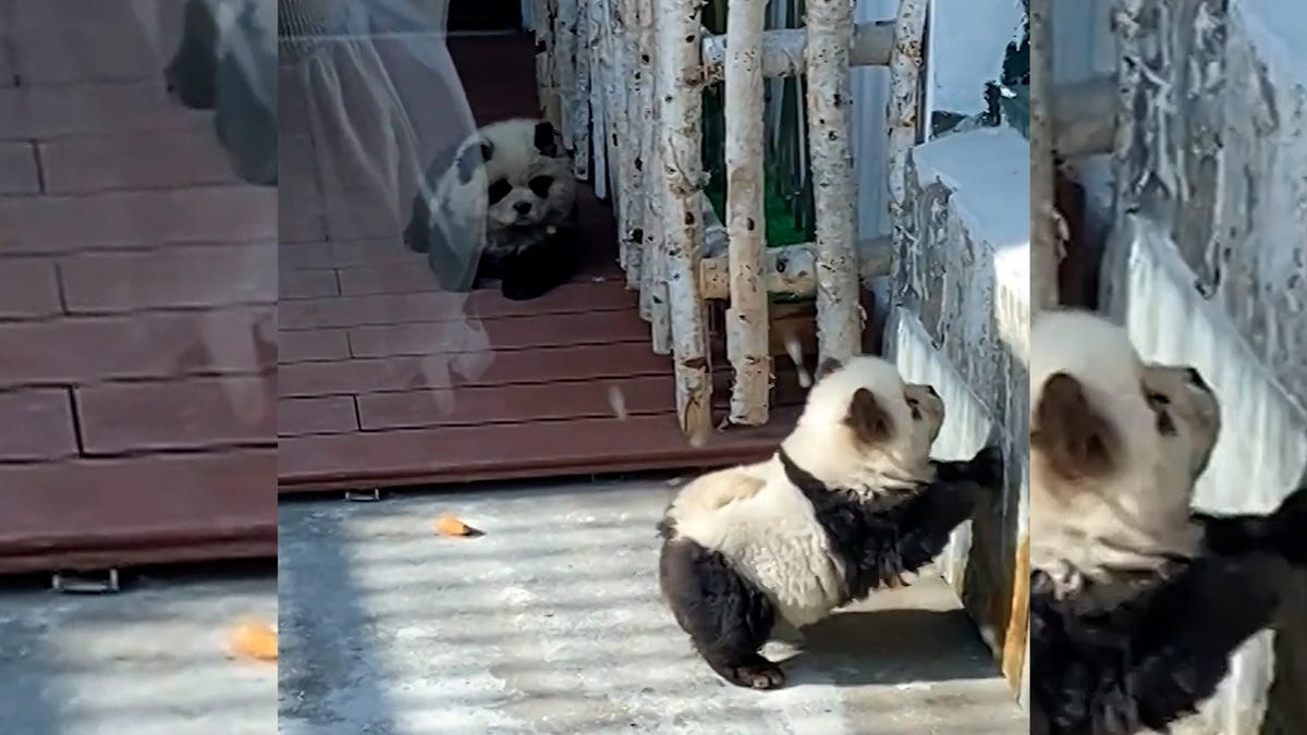 中国一家动物园因其以彩绘狗为主题的“熊猫狗”展览而受到批评