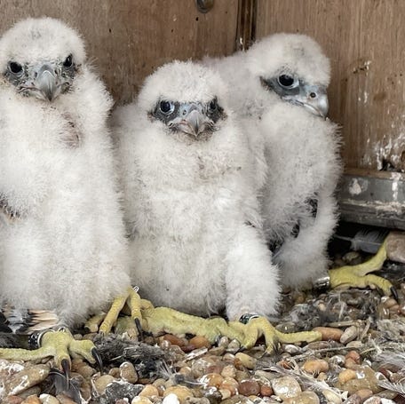 The four falcon chicks that hatched in April 2024 in the falcon box above the Hudson River's Tappan Zee on the Gov. Mario M. Cuomo Bridge.
