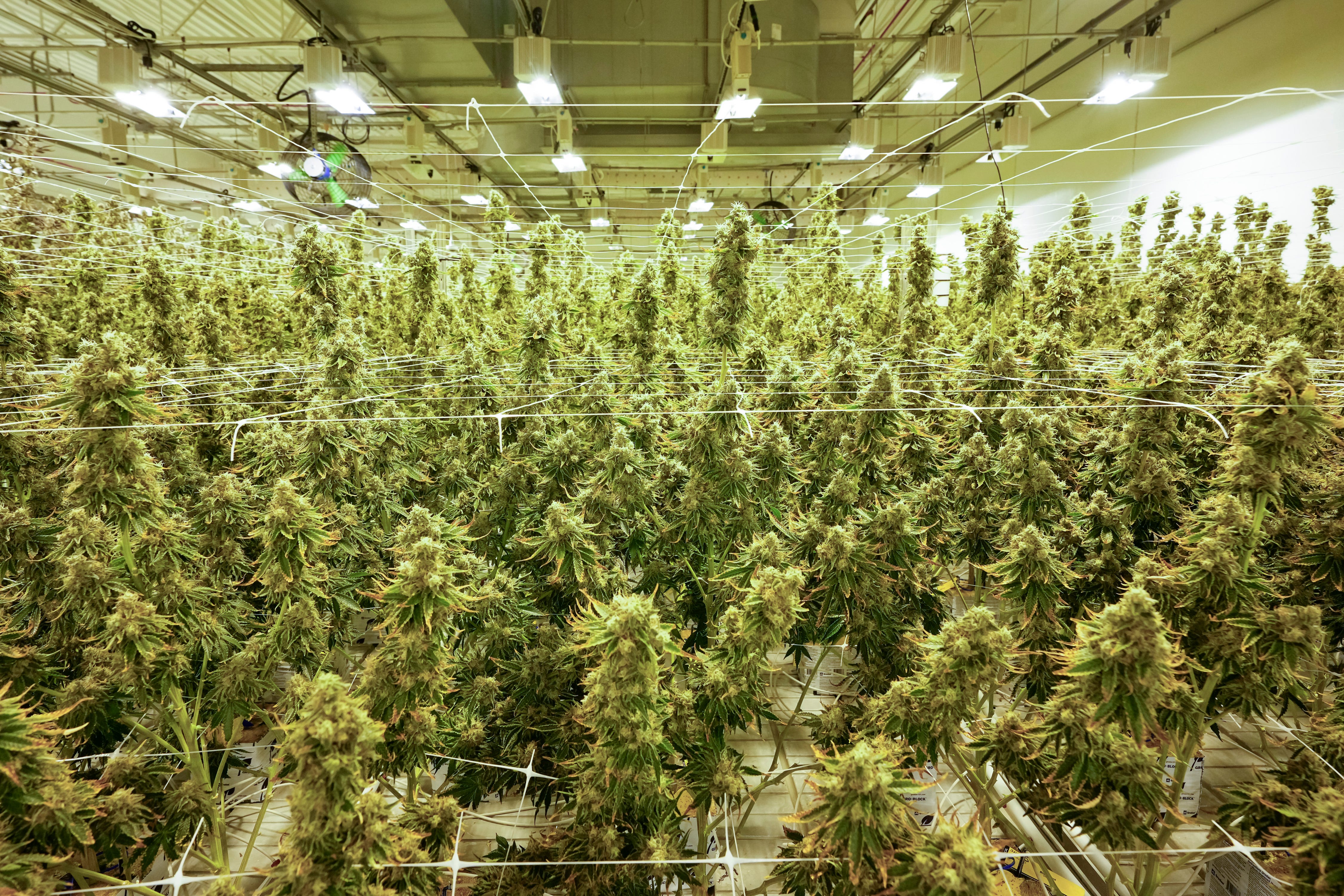 May 15, 2024; Yellow Springs, Ohio, USA; Cresco Labs grows its first marijuana crop for Ohio's new adult recreational use program.