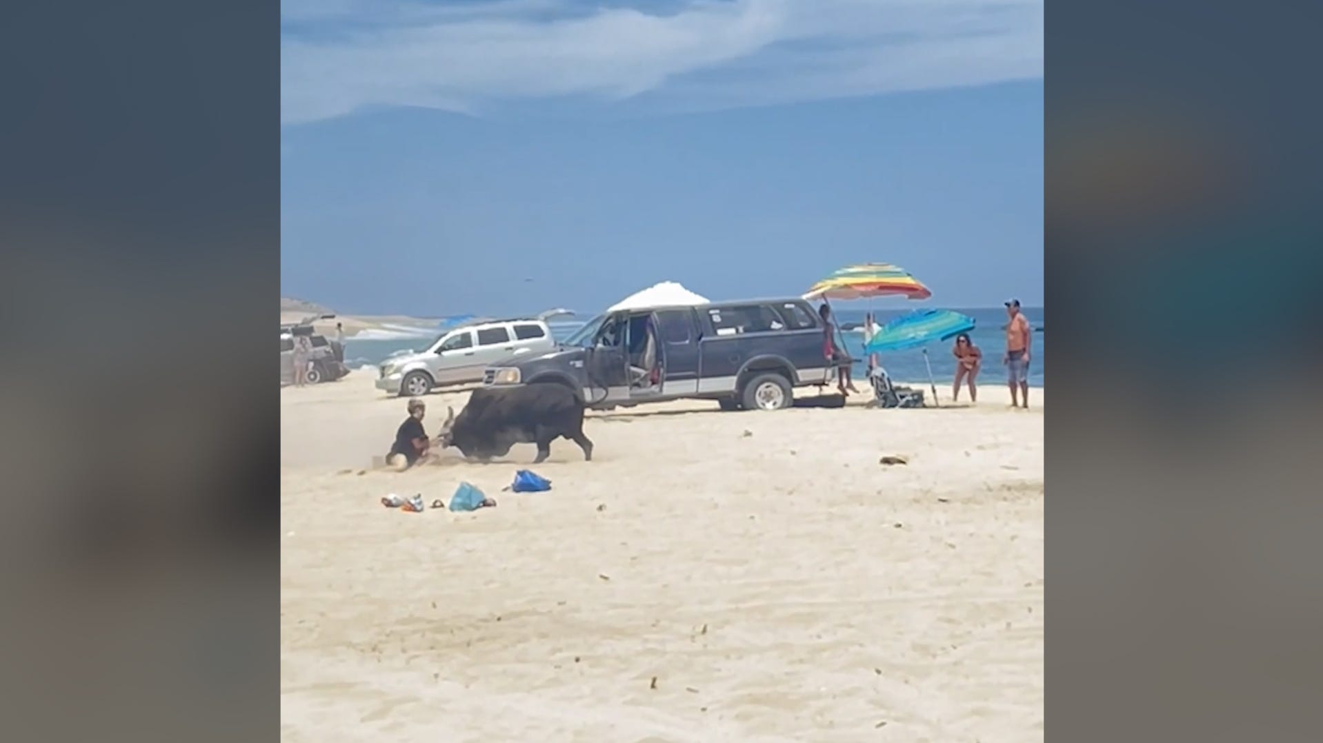 Un toro atacó a turistas que estaban alimentando a los animales en Los Cabos, en la costa mexicana