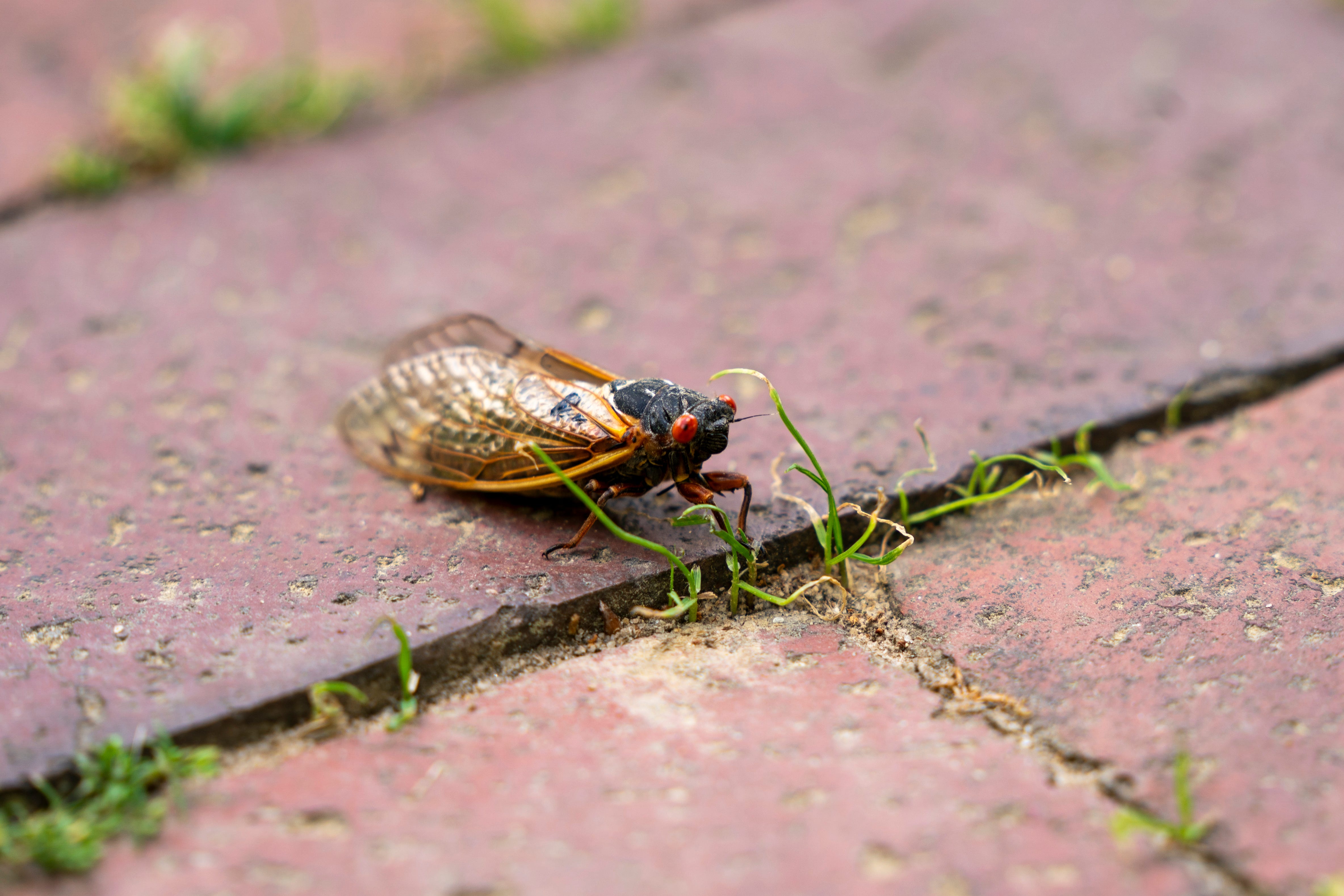 A Brood XIX cicada crosses a brick path on campus at the University of North Carolina on May 1, 2024 in Chapel Hill, North Carolina. Brood XIX, known as the Great Southern Brood, are present along the east coast from Maryland to Georgia and in the Midwest from Iowa to Oklahoma.