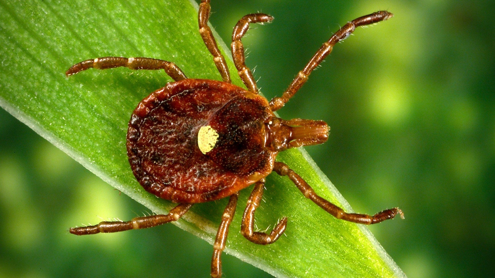 A female lone star tick can be identified by the white spot or "lone star" that is visible on her back.