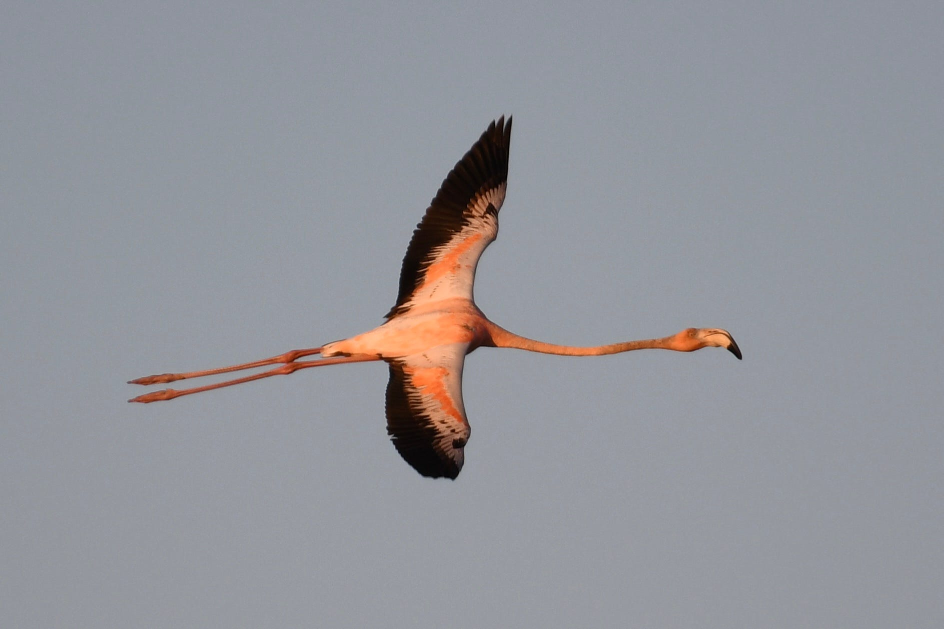 An American flamingo stuns birder Tim Healy as it flies past him in East Hampton, New York. A single flamingo has been seen recently on Long Island and Cape Cod, possibly one of the birds scattered across the eastern U.S. by Hurricane Idalia.