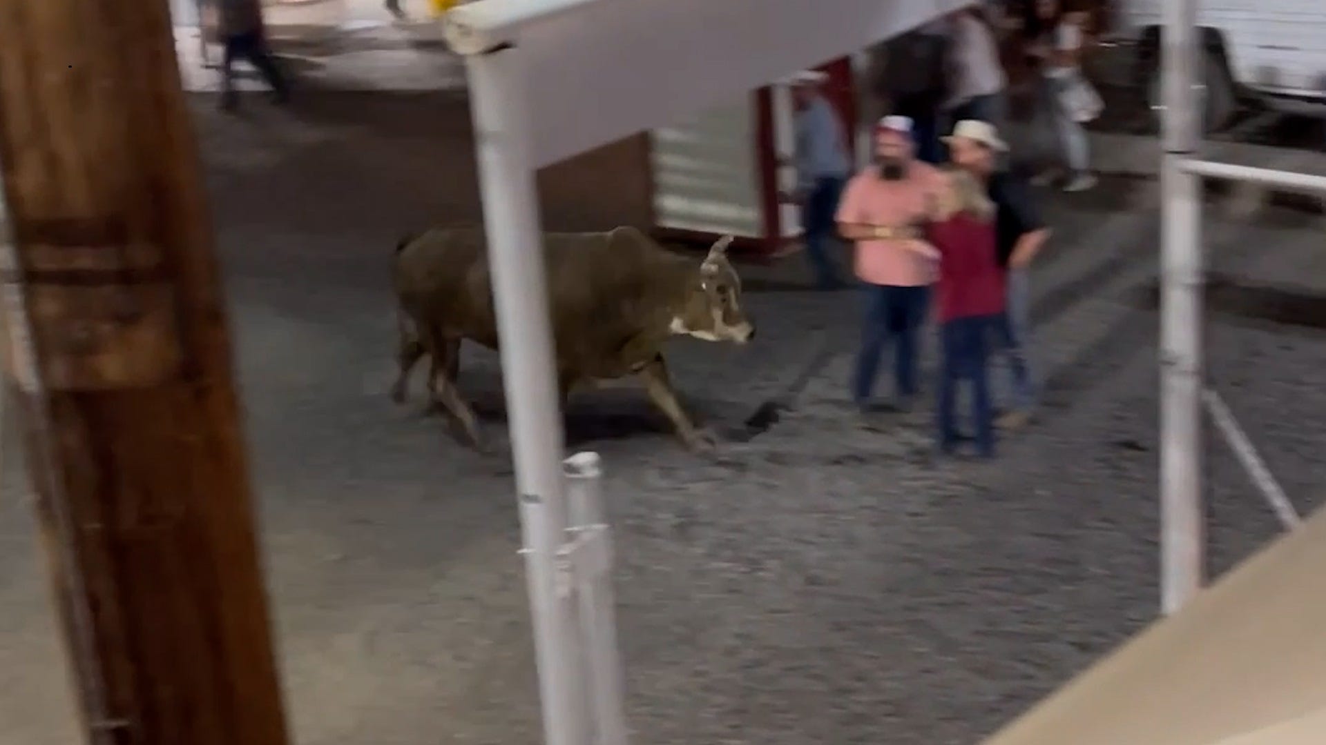 A bull jumped out of a ring at an Oregon arena on June 8, 2024, charging rodeo spectators over the weekend, injuring three people and sending two to a hospital. The bull was captured on video tossing people in its path during the 84th Sisters Rodeo.