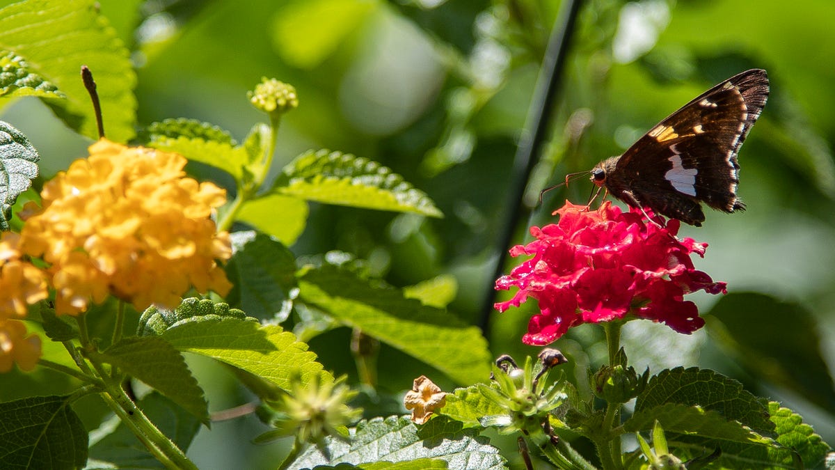 Earth Day is April 22. Celebrate by checking out some of Ohio’s unique plants and animals Earth Day is April 22. Celebrate by checking out some of Ohio’s unique plants and animals