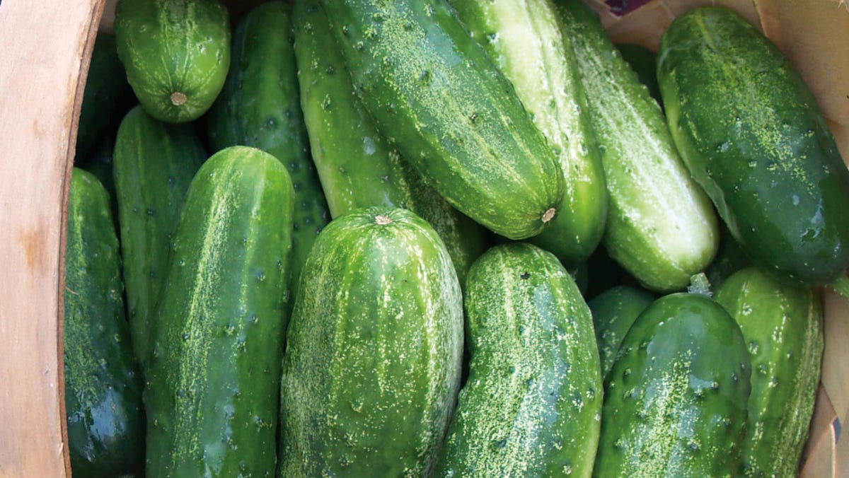 Cucumber salmonella outbreak is making people in Connecticut sick. What to know Cucumber salmonella outbreak is making people in Connecticut sick. What to know