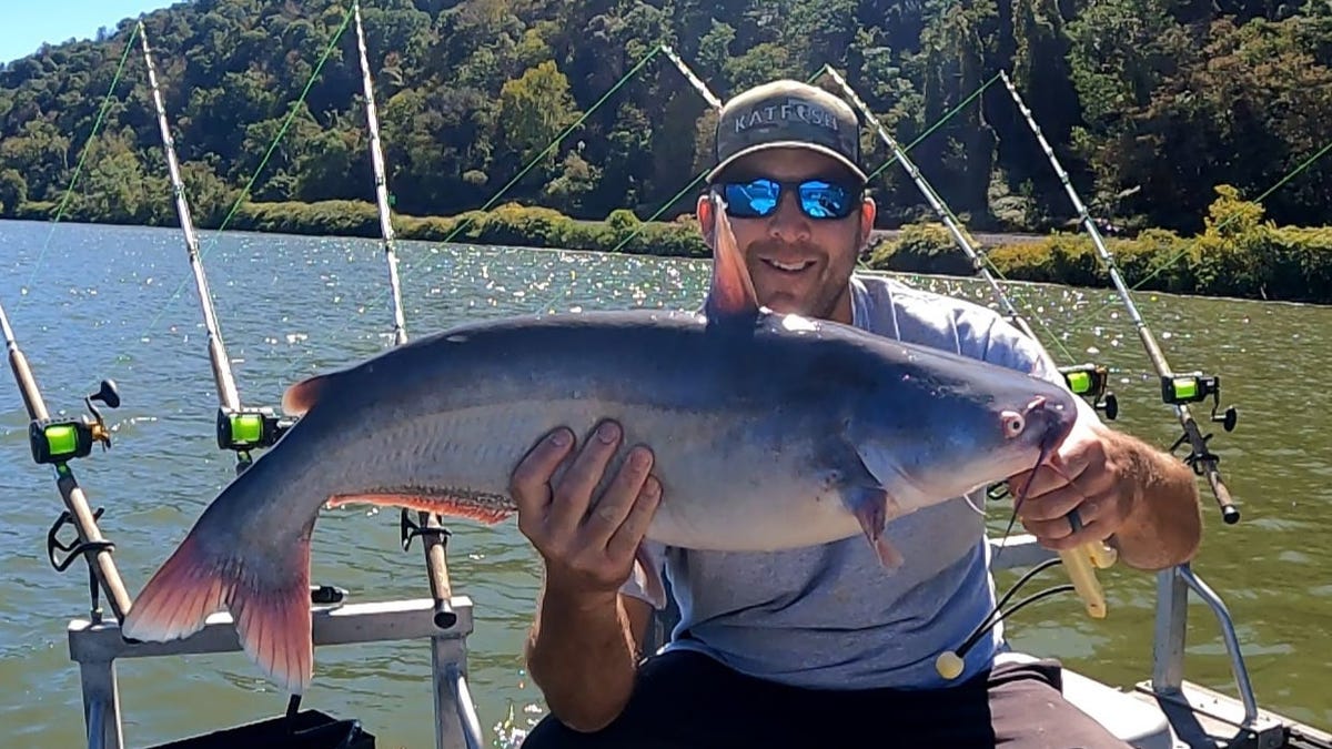 About 100,000 blue catfish stocked in Ohio River for future anglers to catch About 100,000 blue catfish stocked in Ohio River for future anglers to catch