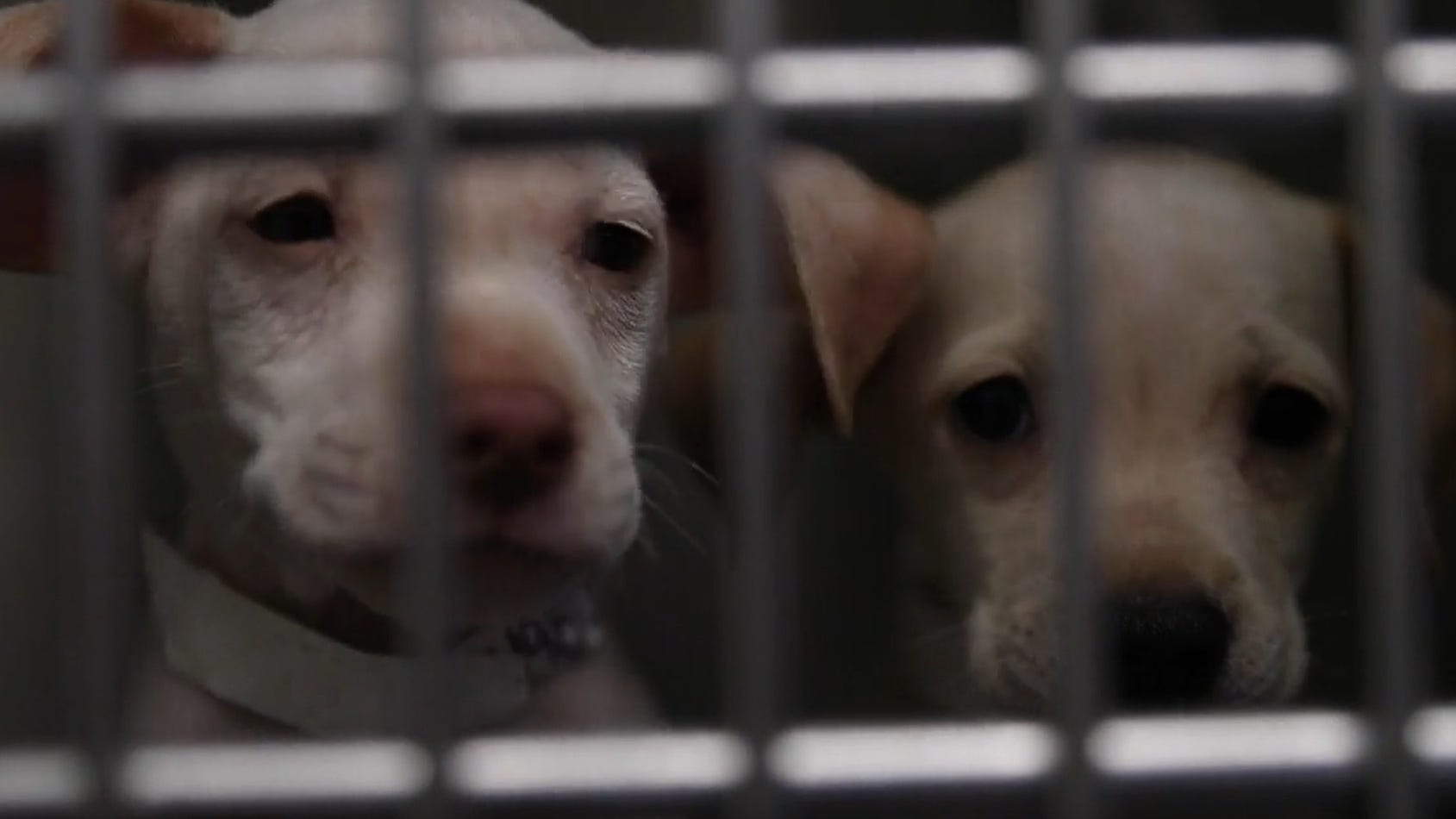 Fort Worth Animal Pound Near Me Maricopa County Animal Care