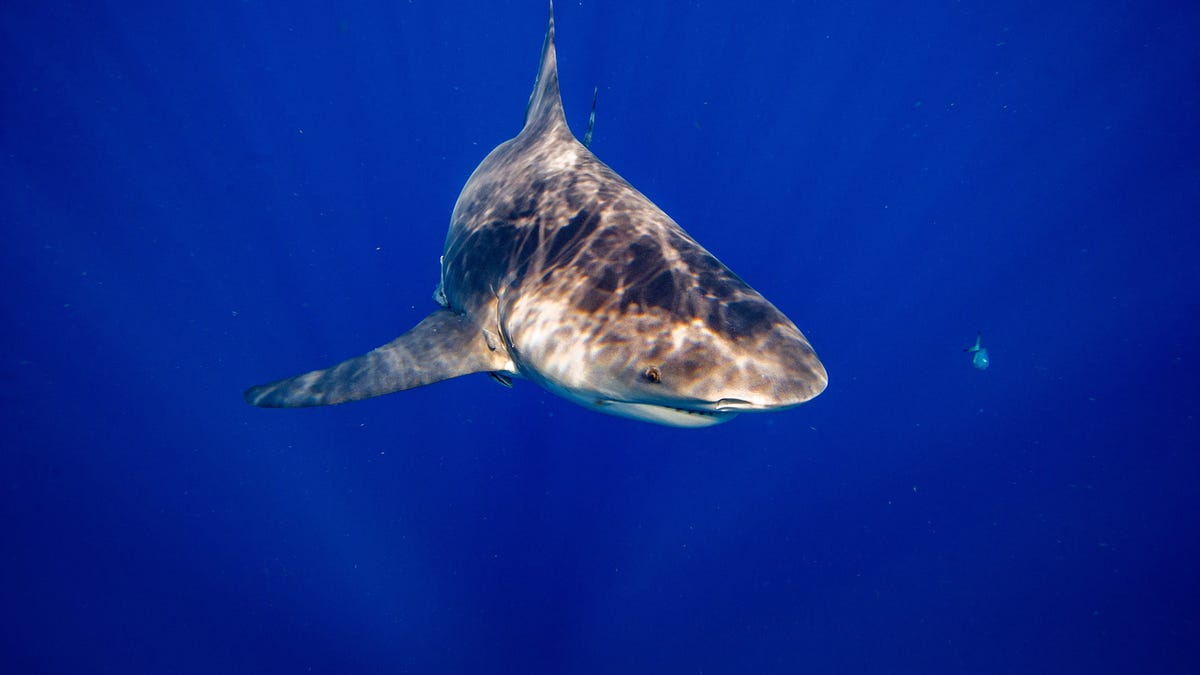 Bull sharks in the Ohio River? What we found when we investigated the rumor Bull sharks in the Ohio River? What we found when we investigated the rumor