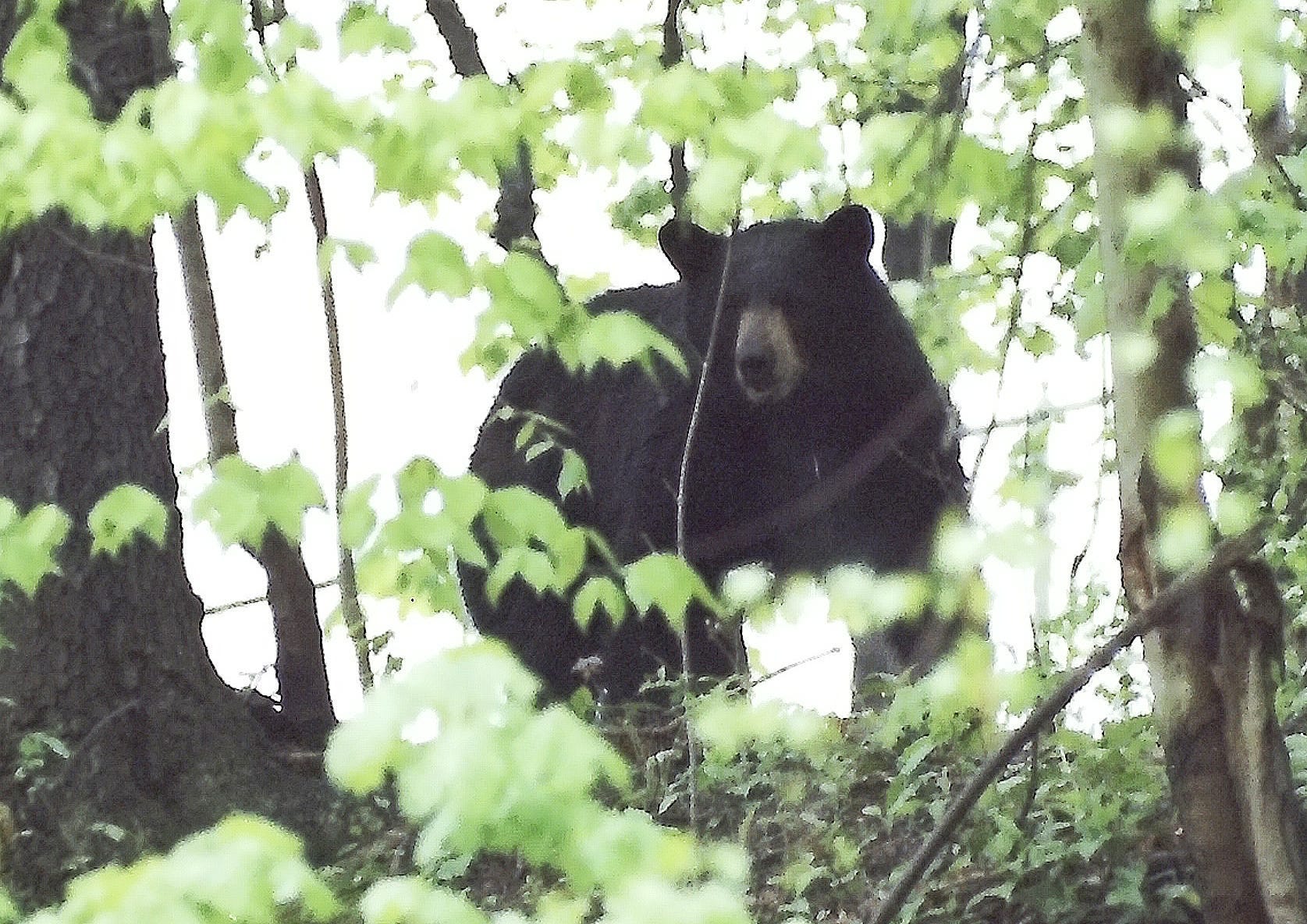 A black bear is pictured roaming around in White Plains, New York.