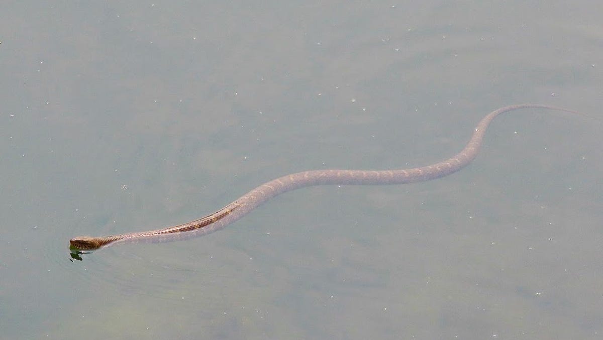 5 most snake-infested lakes and ponds in Delaware. What you need to know before going out 5 most snake-infested lakes and ponds in Delaware. What you need to know before going out