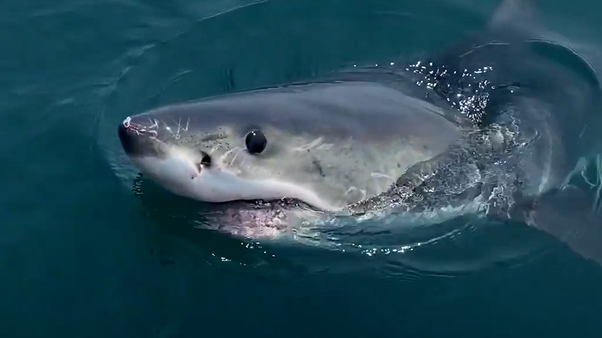Great white shark circles boat with people in it.
