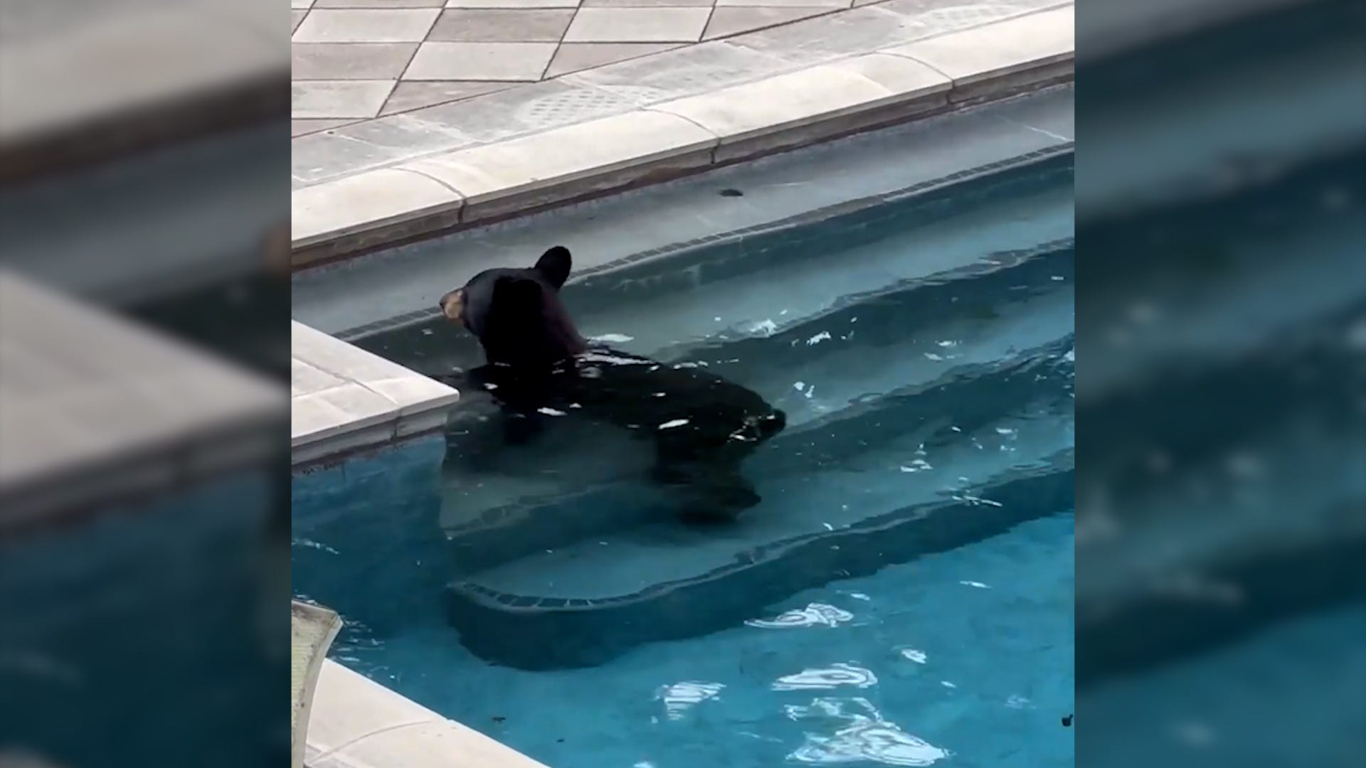 This bear decided to cool off in a $6.9 million mansion pool in Asheville, North Carolina.