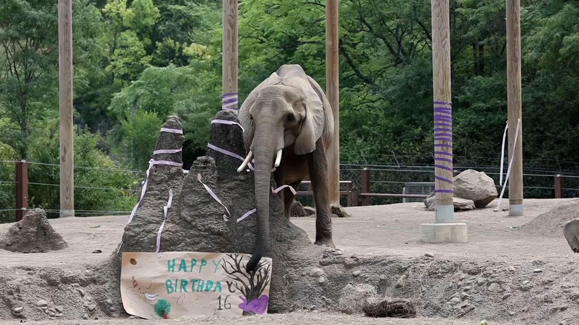 Pittsburgh Zoo & Aquarium via Storyful