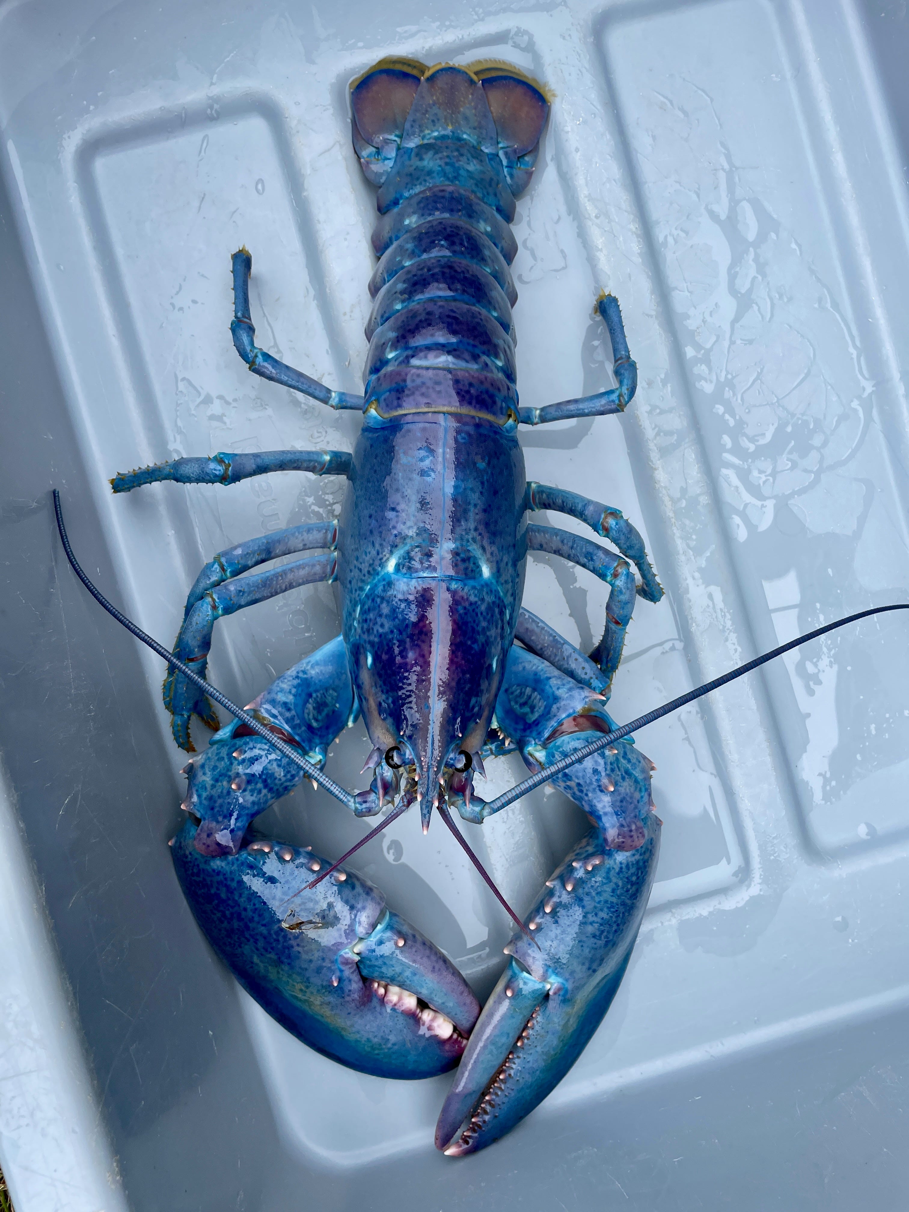 This rare 1 in 100 million lobster was caught off the coast of New Hampshire and Maine in July 2024. Atlantic Lobster Company fisherman transported it to the Seacoast Science Center in Odiorne Point State Park on July 24.