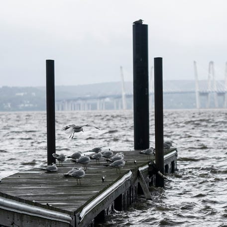 A flock of seagulls take shelter from the high winds along the Hudson River on a boat dock in Nyack ahead of Tropical Depression Debby on Friday, August 9, 2024.