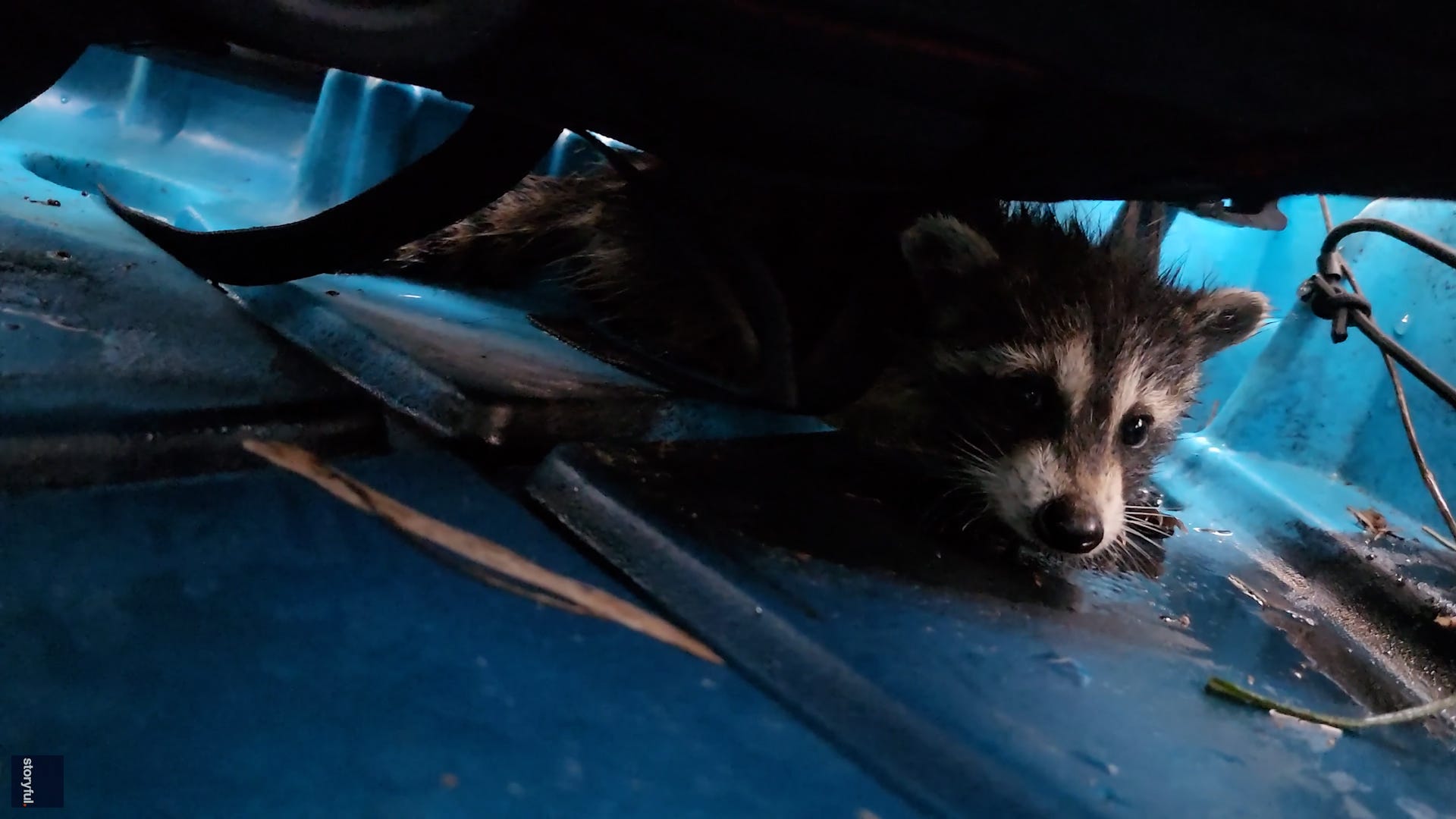 Watch distressed baby raccoon rescued from Florida floodwater