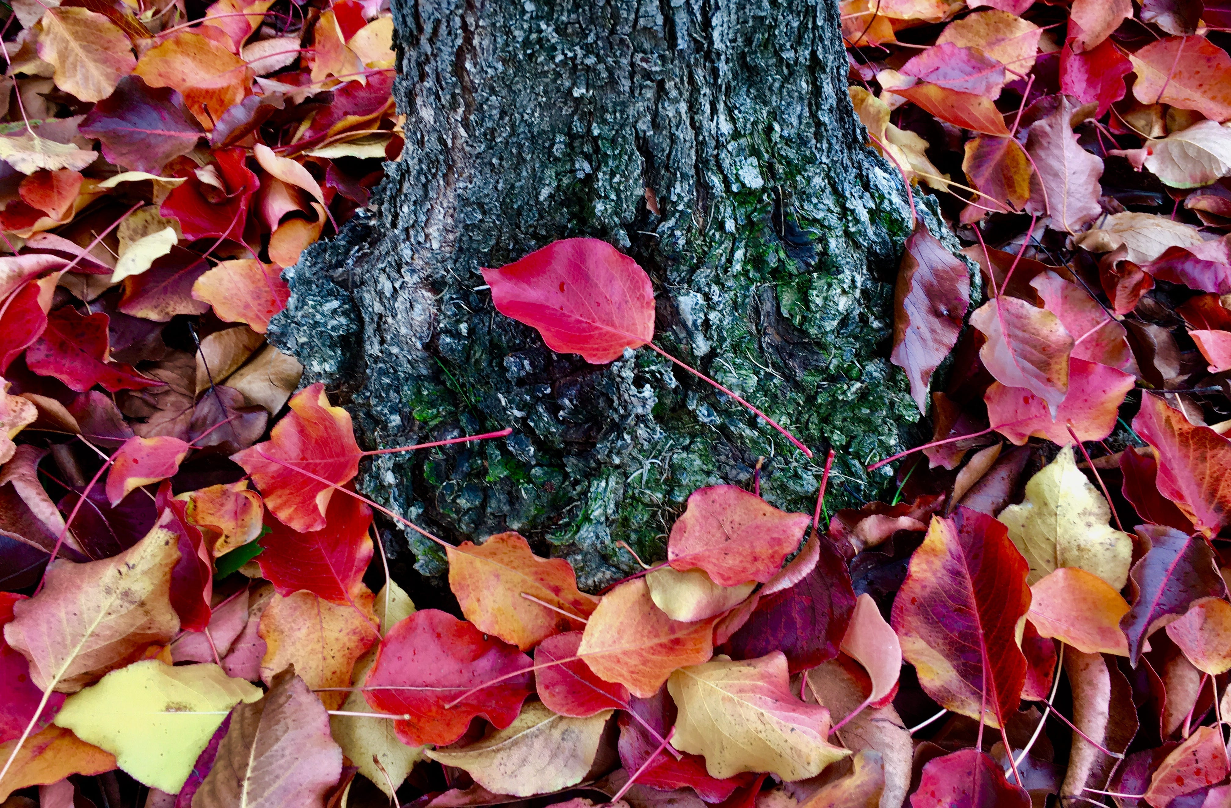 Fall leaves lay at the base of a tree in Elk Grove on Nov. 20, 2017.