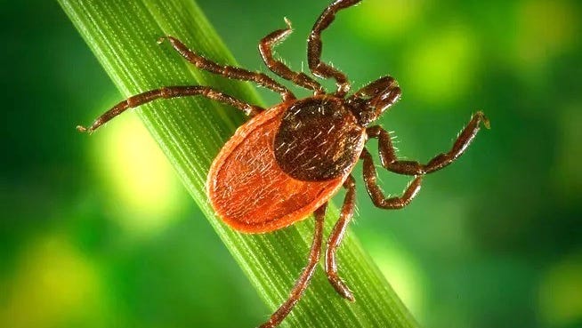 The black-legged tick, also known as the deer tick, is the parasite that transmits Lyme disease and is common in the Northeast.