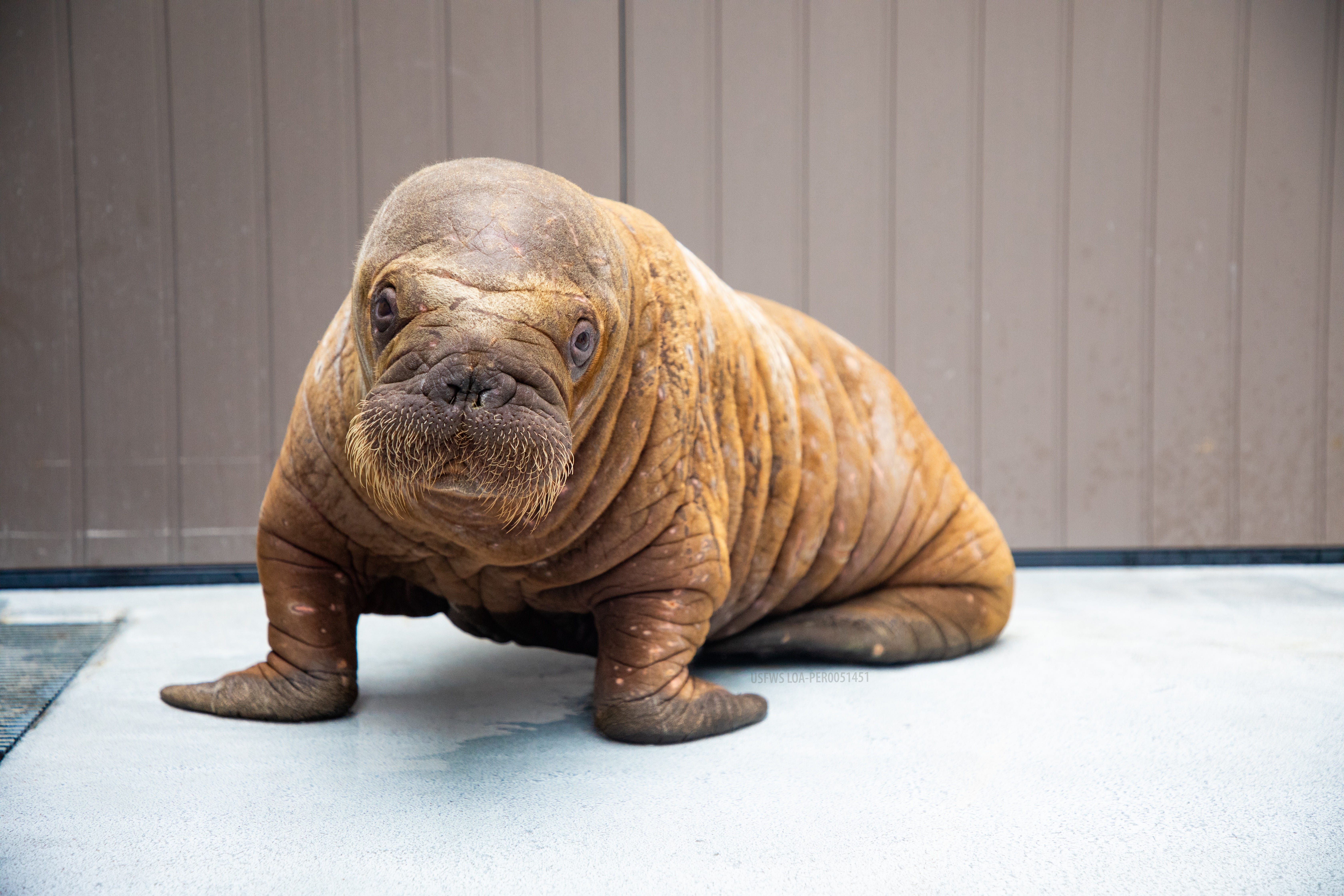 An orphaned baby walrus is getting a new lease on life after she was found abandoned in Alaska.