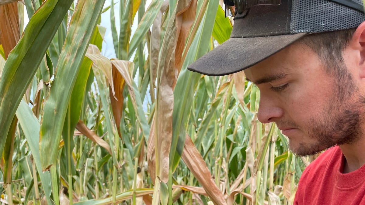 Twenty-two Ohio counties declared natural disaster areas by USDA due to ongoing drought Twenty-two Ohio counties declared natural disaster areas by USDA due to ongoing drought