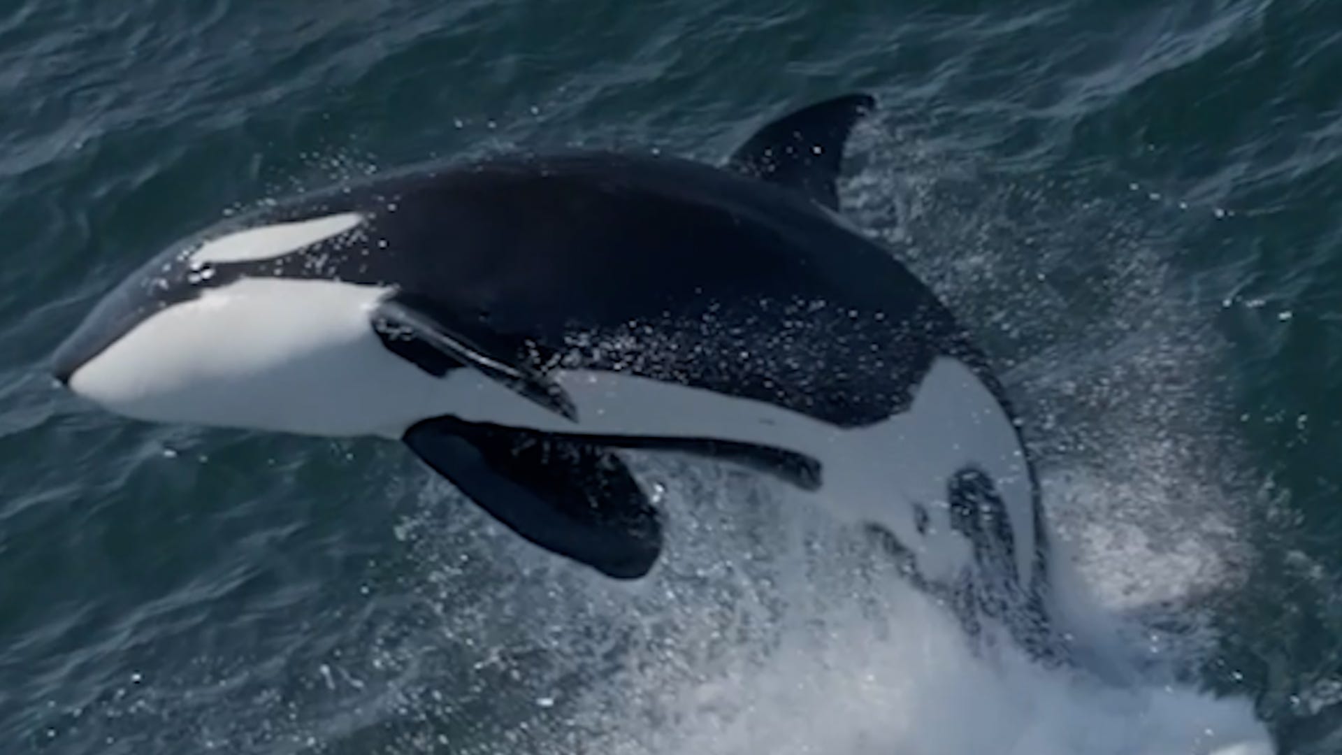 Monterey Bay Whale Watch/Evan Brodsky via Storyful