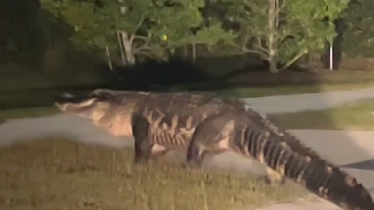 #Watch as massive alligator crosses a road in Surf City, North Carolina #Watch as massive alligator crosses a road in Surf City, North Carolina
