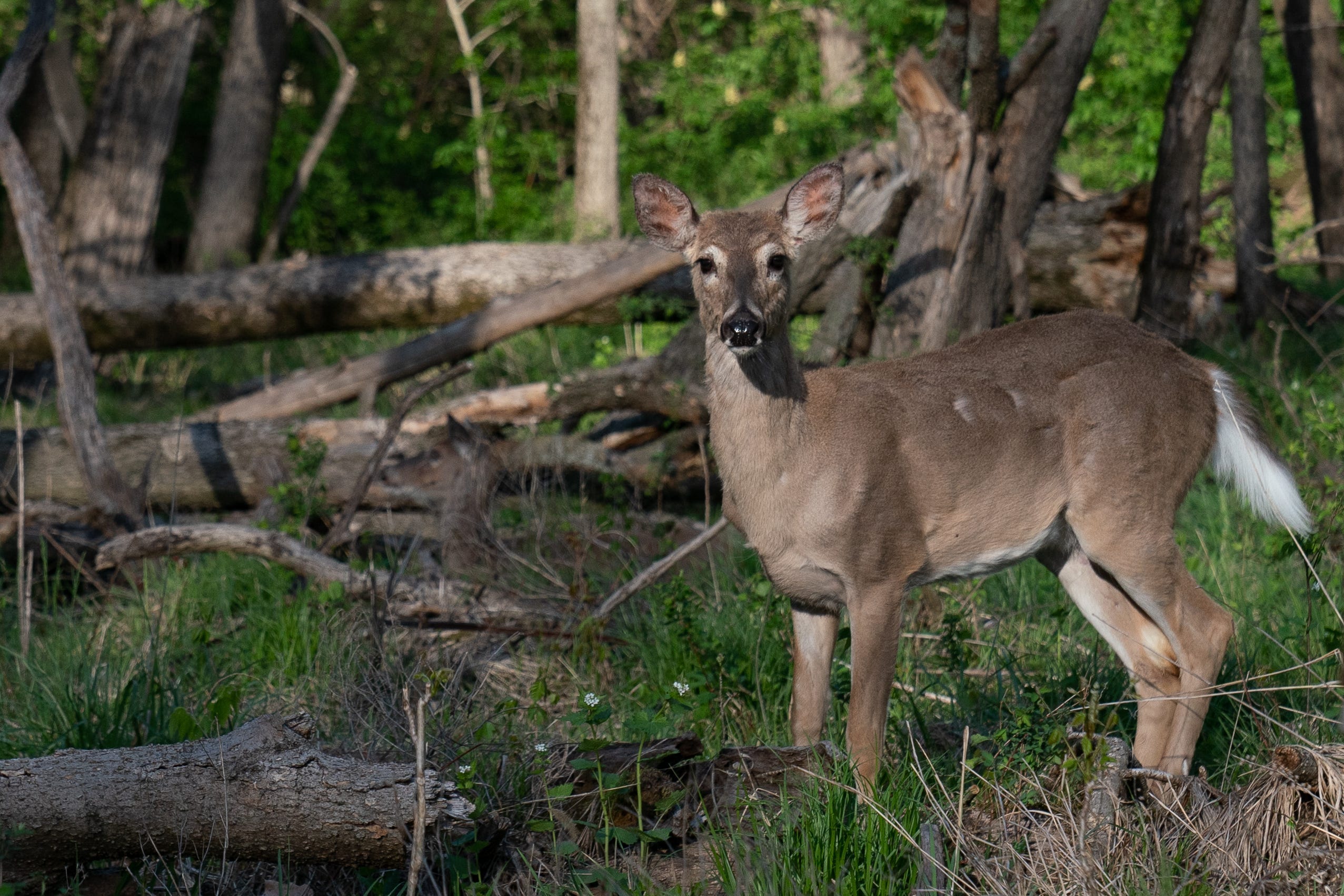 Ohio's deer are dying due to a deadly disease outbreak. Here's what you ...