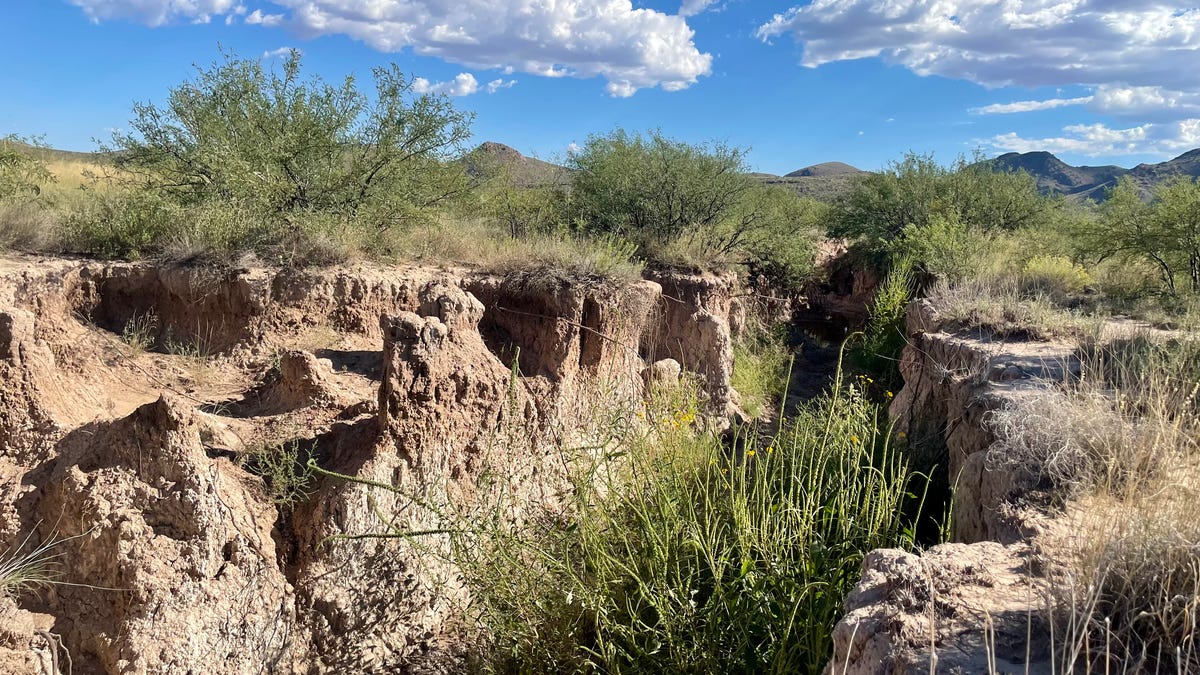 Farmers will face new water rules as Arizona designates new management area near Willcox Farmers will face new water rules as Arizona designates new management area near Willcox