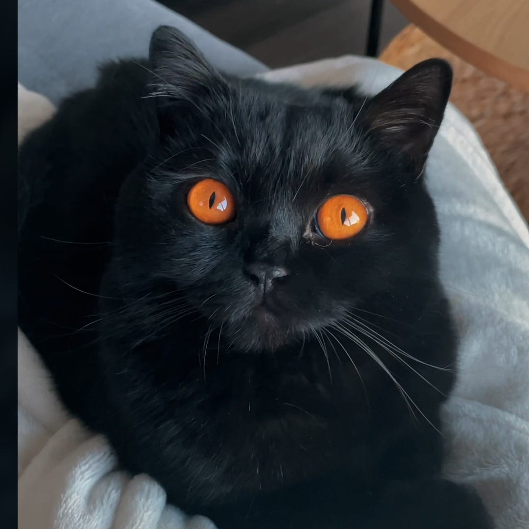 Halloween: Black Cat in Orange Halloween: Black Cat in Orange