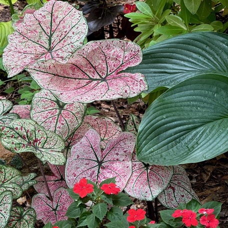 Heart to Heart Splash of Wine is a shade caladium but delivers a lot of color. Here, it is partnered with Soprano Bright Red impatiens and Shadowland Empress Wu hosta.